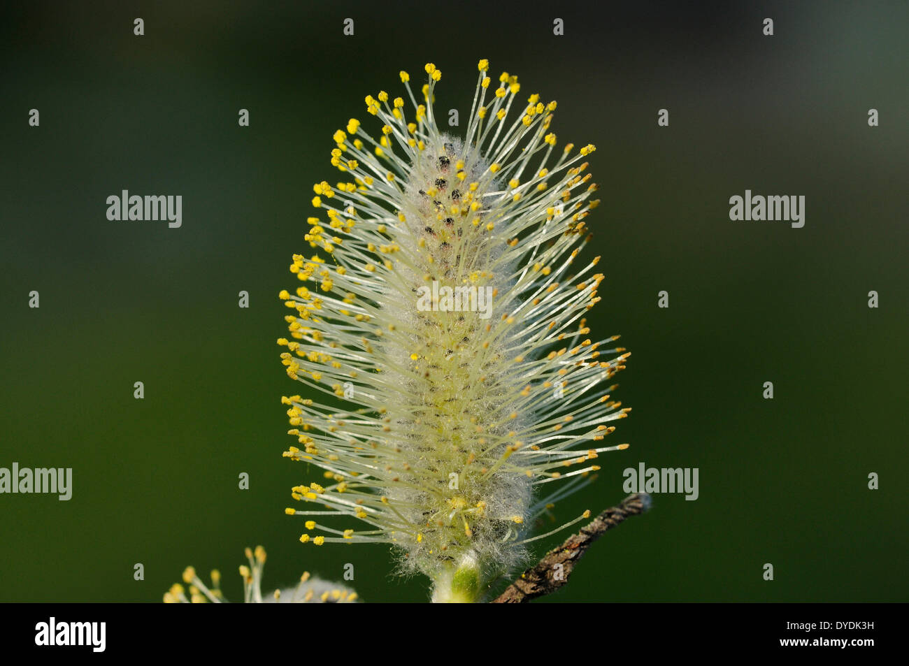 Grey Willow, Salix cinerea, Salicaceae, Willow, willow catkin, blossoms ...