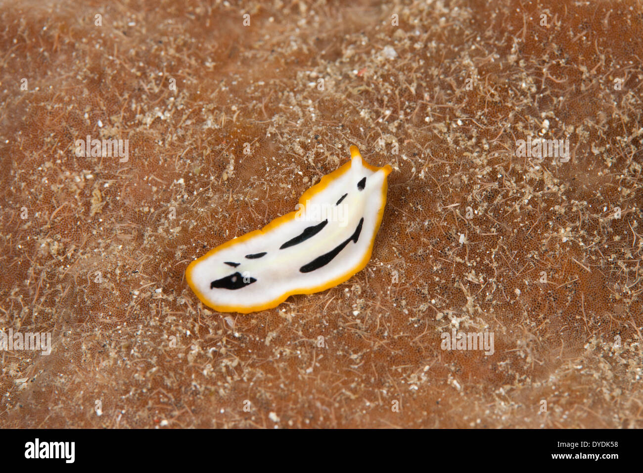 Seal Slug crawling on coral in the Lembeh Strait off North Sulawesi, Indonesia. Stock Photo