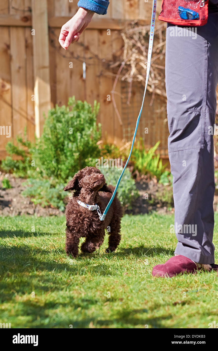 A miniature poodle puppy playing on the grass in the garden. Stock Photo