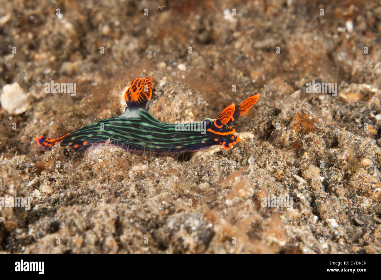 Kubaryanbas hires stock photography and images Alamy