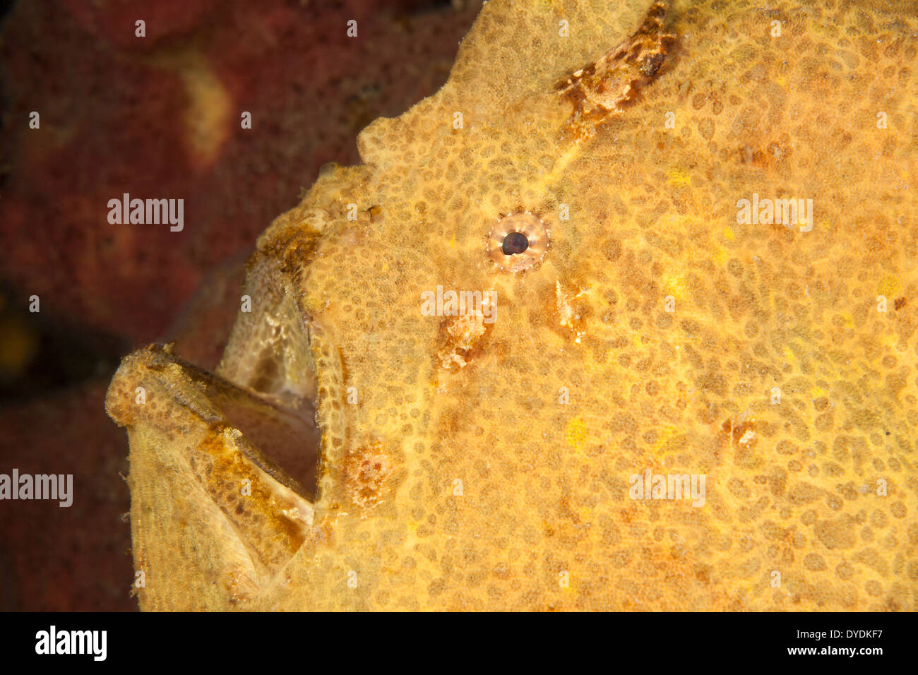 Giant Frogfish (Antennarius commersoni), closeup, in the Lembeh Strait off North Sulawesi, Indonesia. Stock Photo