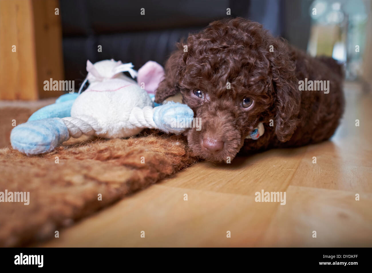 A playful miniature poodle puppy with a soft chew. Stock Photo