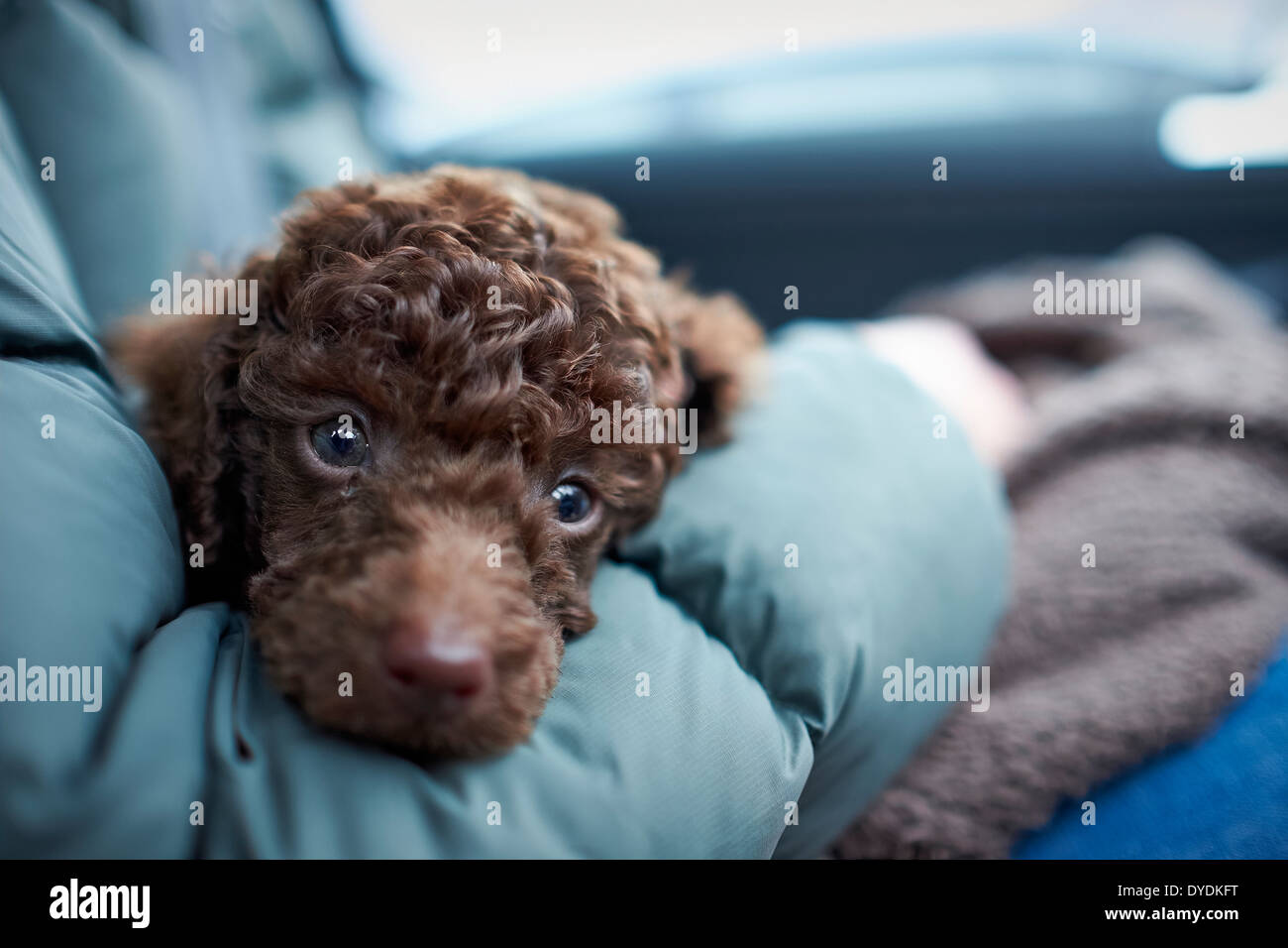 A sleepy Miniature Poodle Puppy. Stock Photo