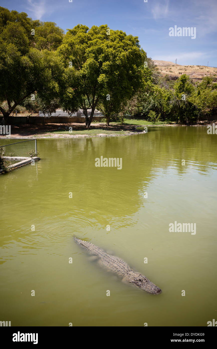 The crocodile farm at Hamat Gader, Golan Heights, Israel. Stock Photo