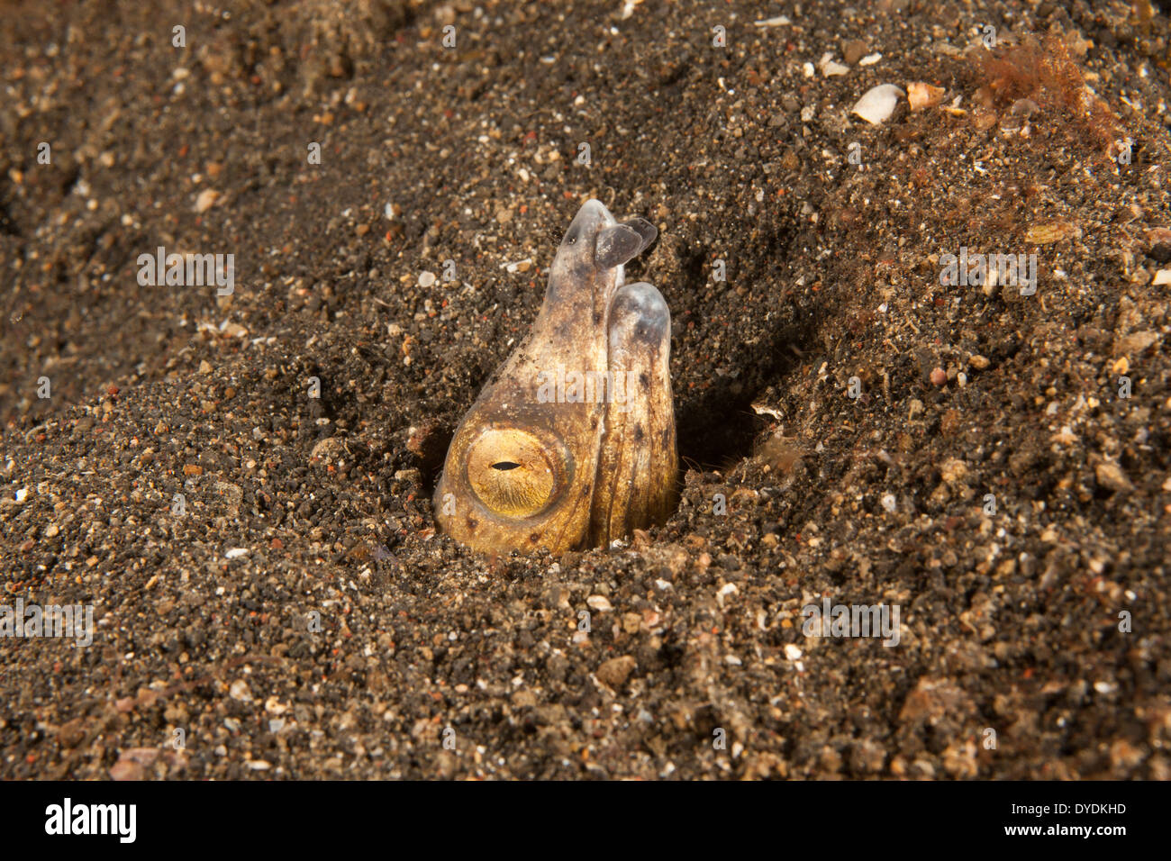 Black-finned Snake Eel (Ophichthus melanochir) hidden in it's burrow in ...