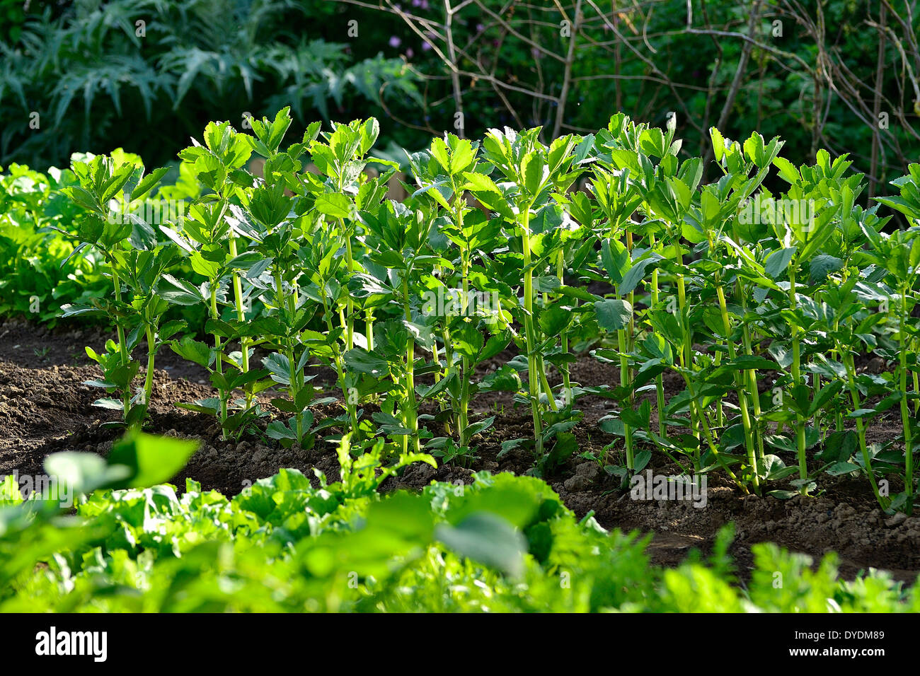 Vegetable bed of broad bean (Vicia faba), in a vegetable garden. Stock Photo