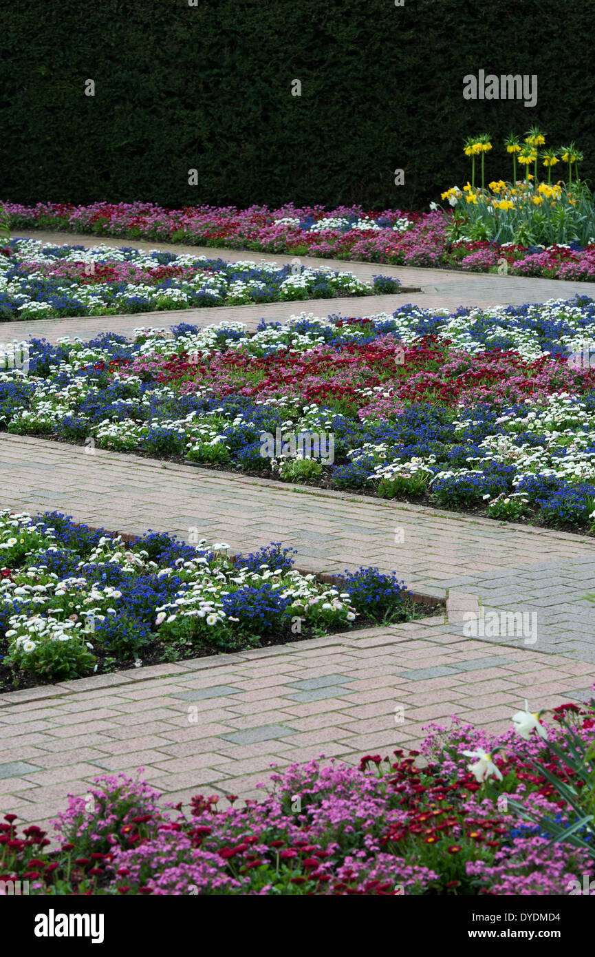 Colourful Bedding plants in a formal Garden at RHS Wisley Gardens, Surrey, England Stock Photo