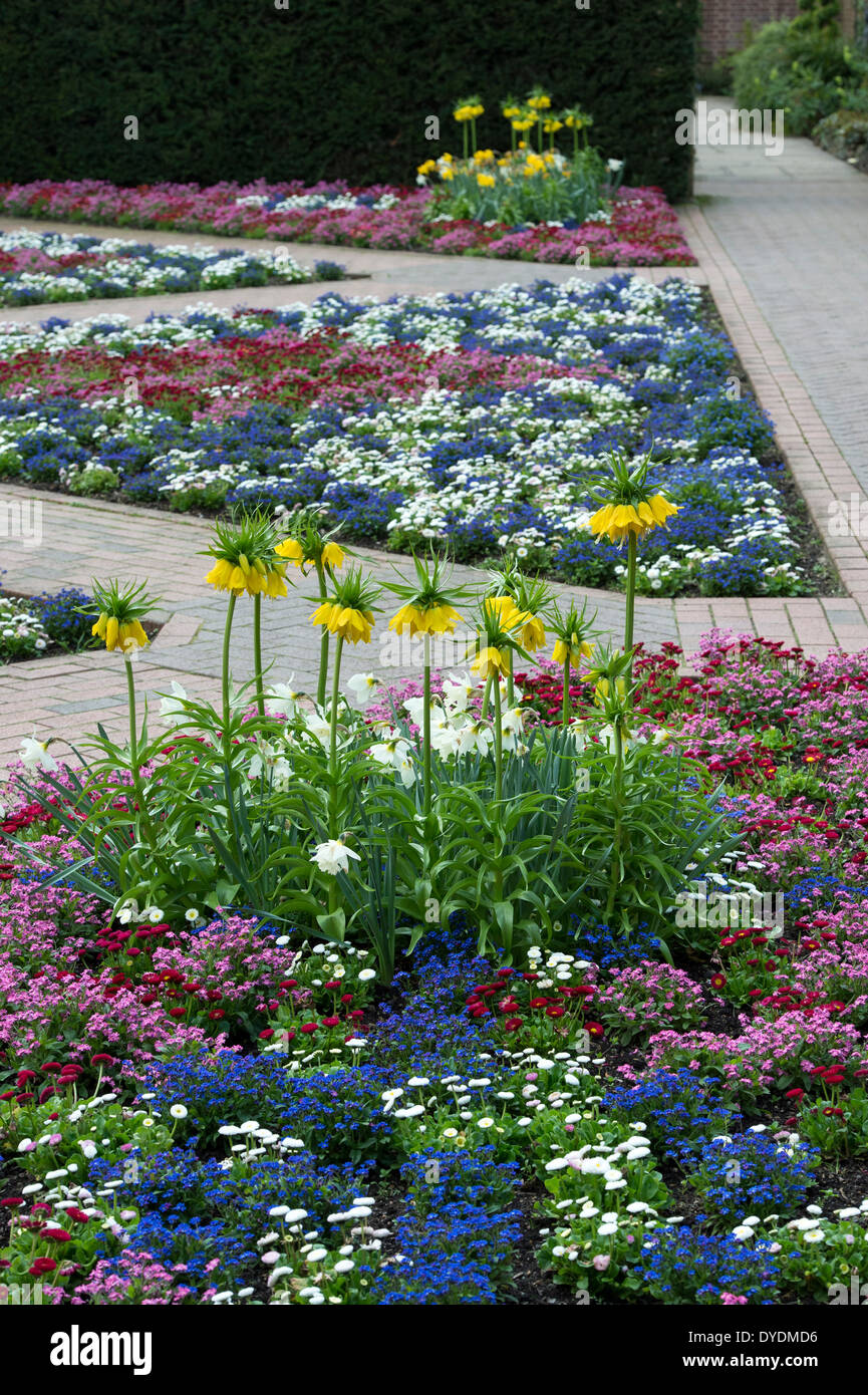 Colourful Bedding plants in a formal Garden at RHS Wisley Gardens, Surrey, England Stock Photo