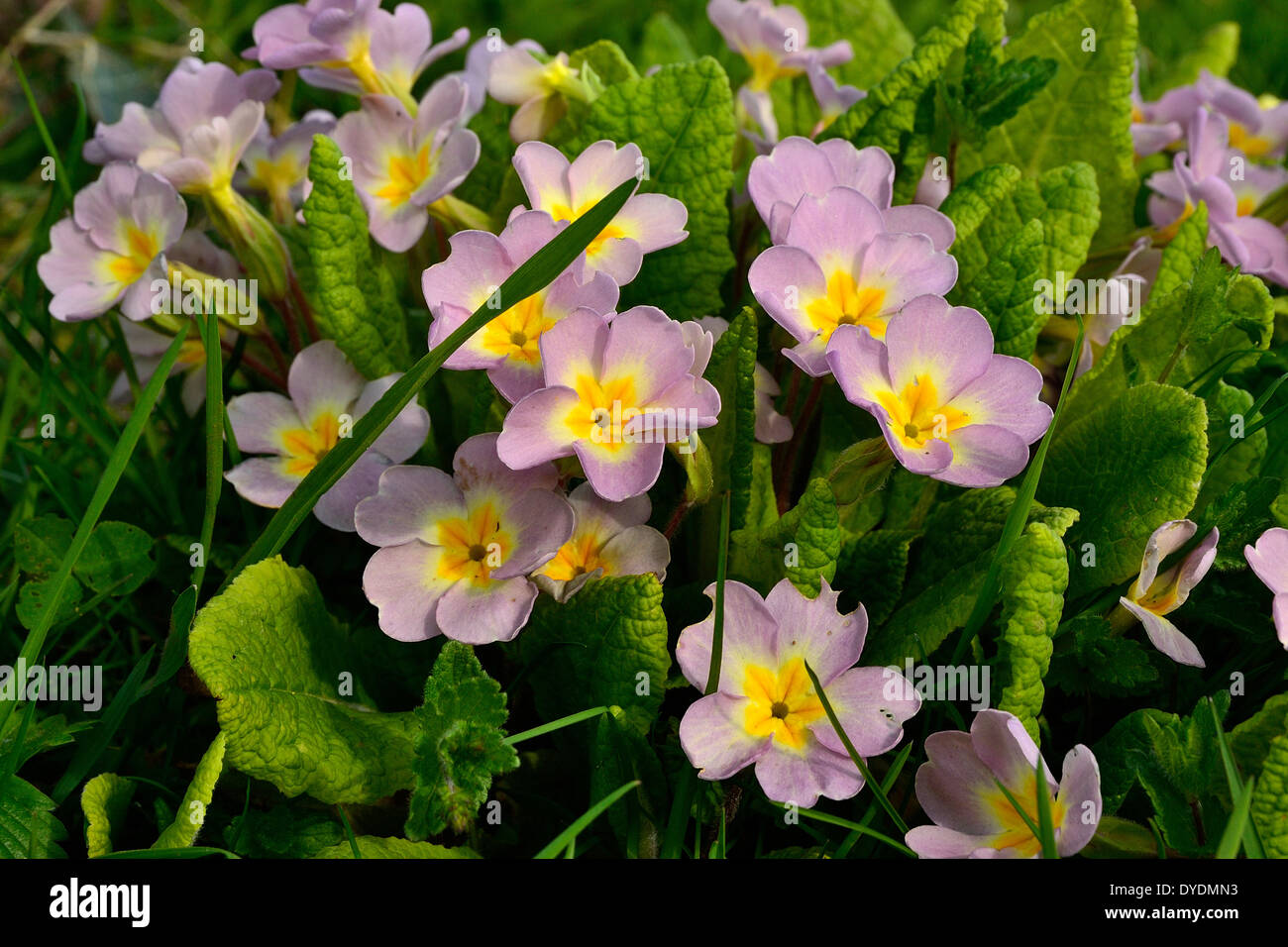 Primroses (Primula vulgaris) in flower at spring, in a garden. Stock Photo