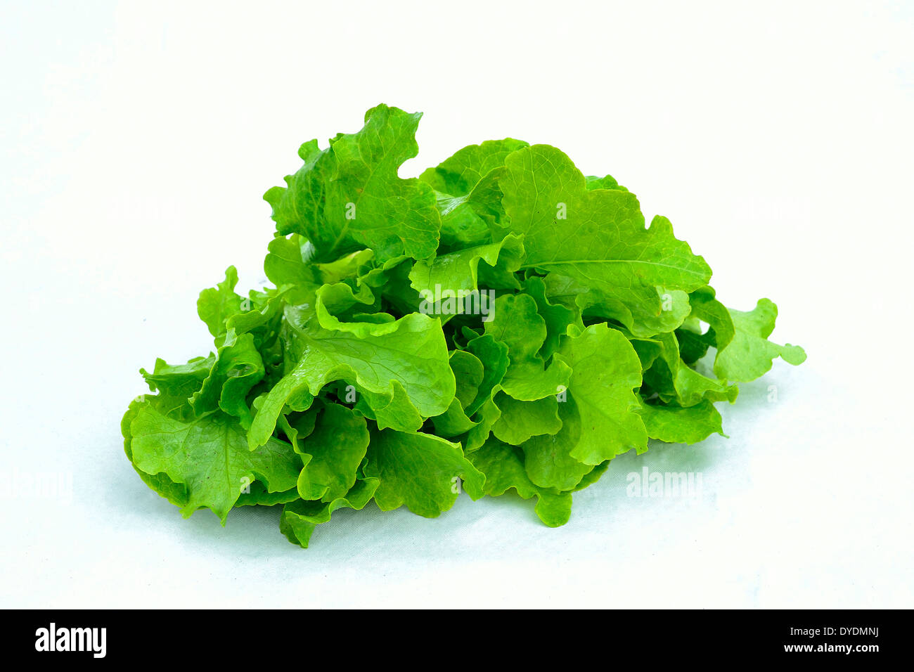 Lettuce oak leaf (Lactuca sativa), in studio Stock Photo