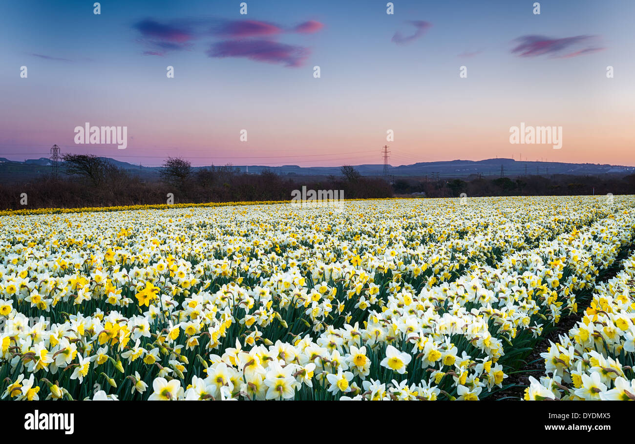 A field of Daffodils growing on a farm in Cornwall Stock Photo