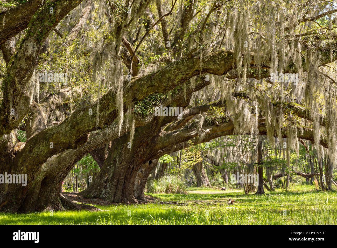 Centuries old Live Oak trees covered with spanish moss at Magnolia