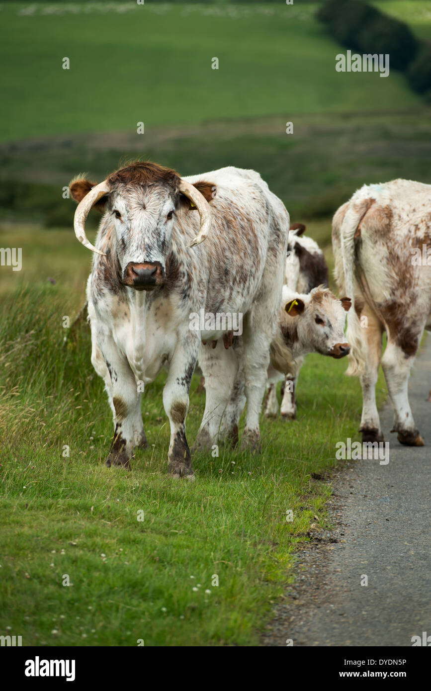 Old english longhorn cattle hires stock photography and images Alamy