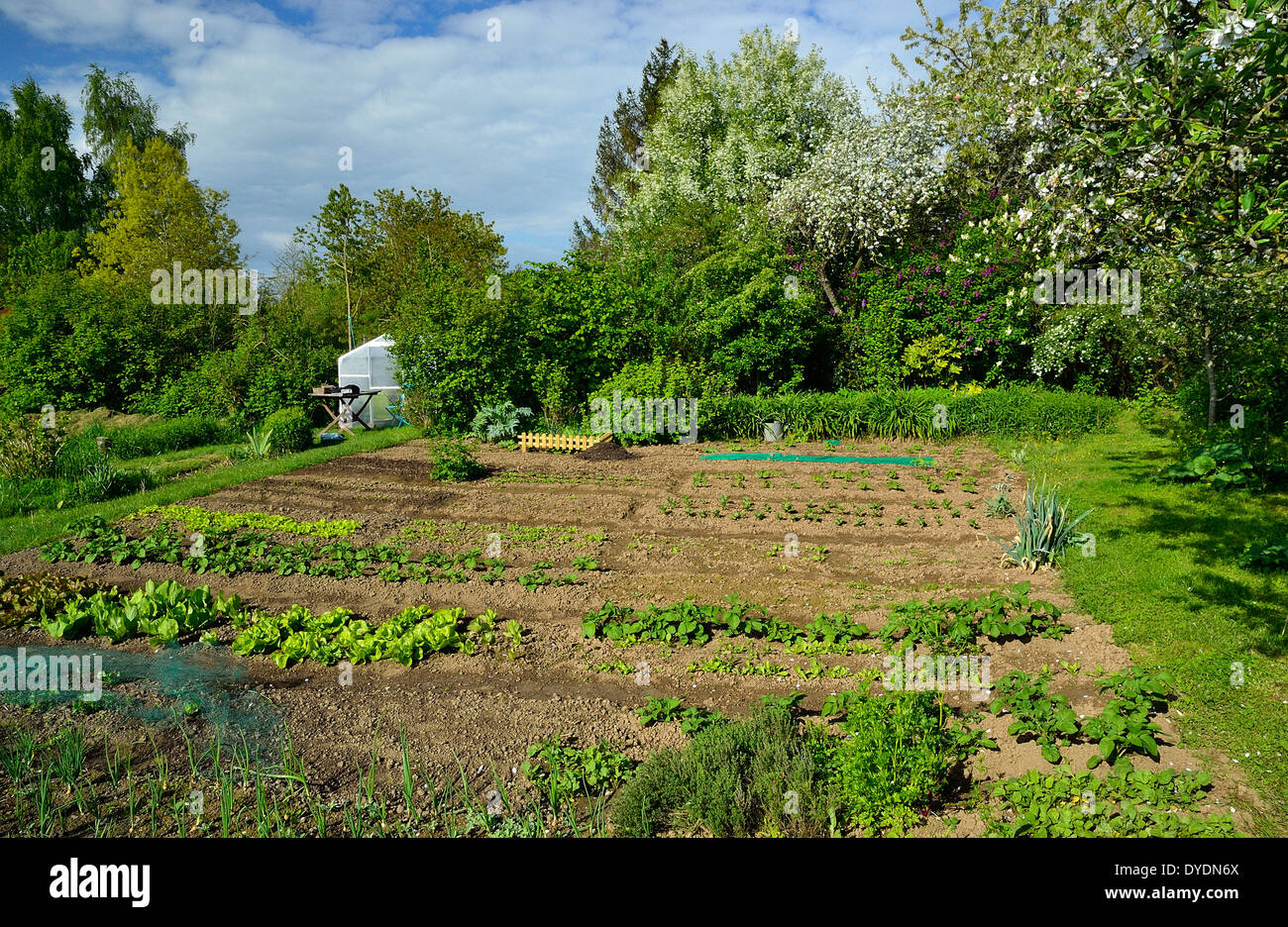 Vegetable garden in spring, vegetable beds, small greenhouse, hedge shrubs, fruit trees. Stock Photo