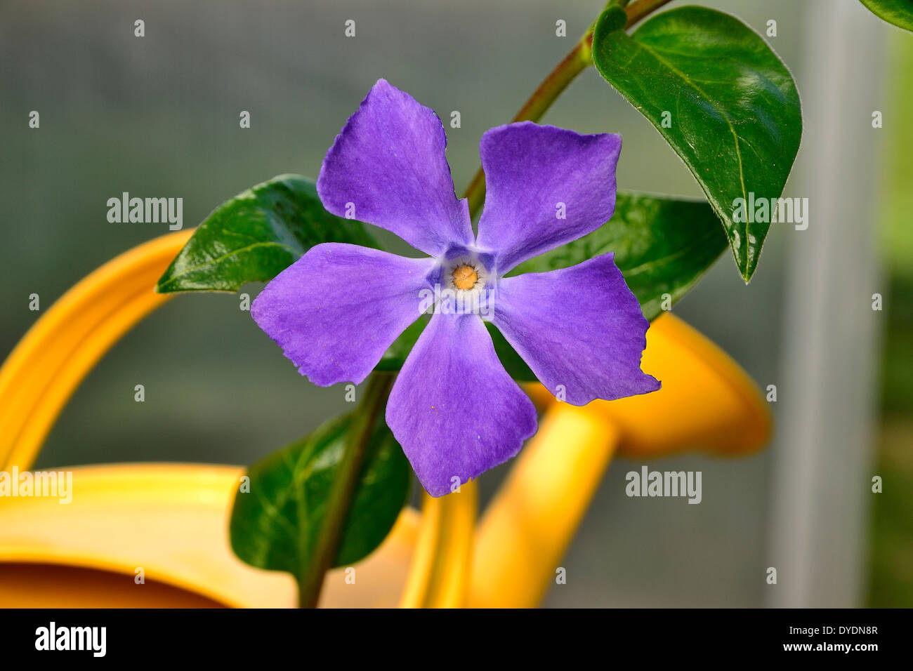 Greater periwinkle  (Vinca major) in bloom in april in the green house. Stock Photo