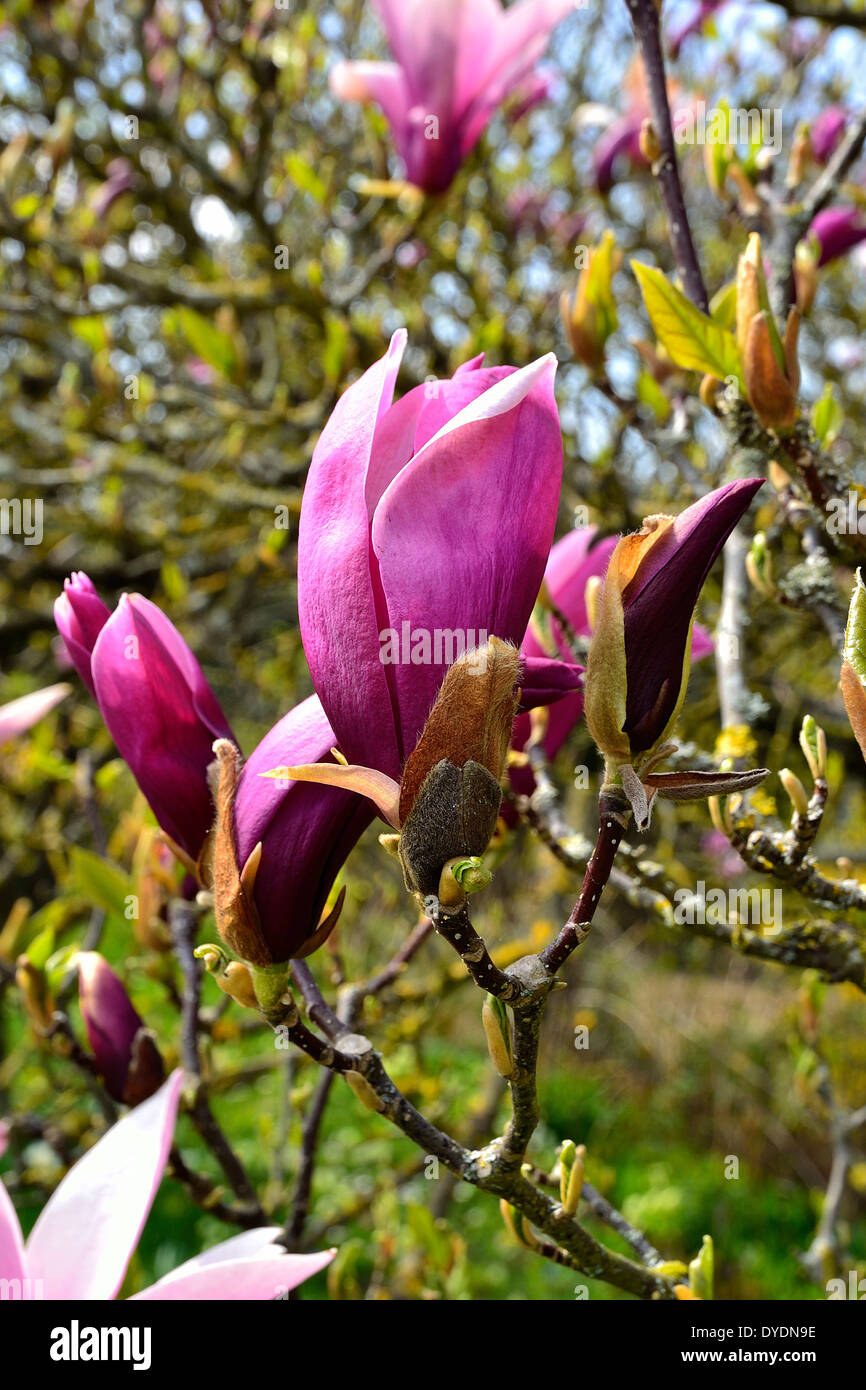 Magnolia (Magnolia liliflora) in april Stock Photo