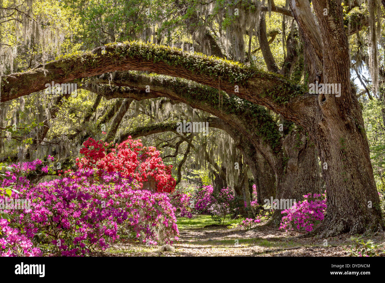 Centuries old Live Oak trees covered with spanish moss at Magnolia