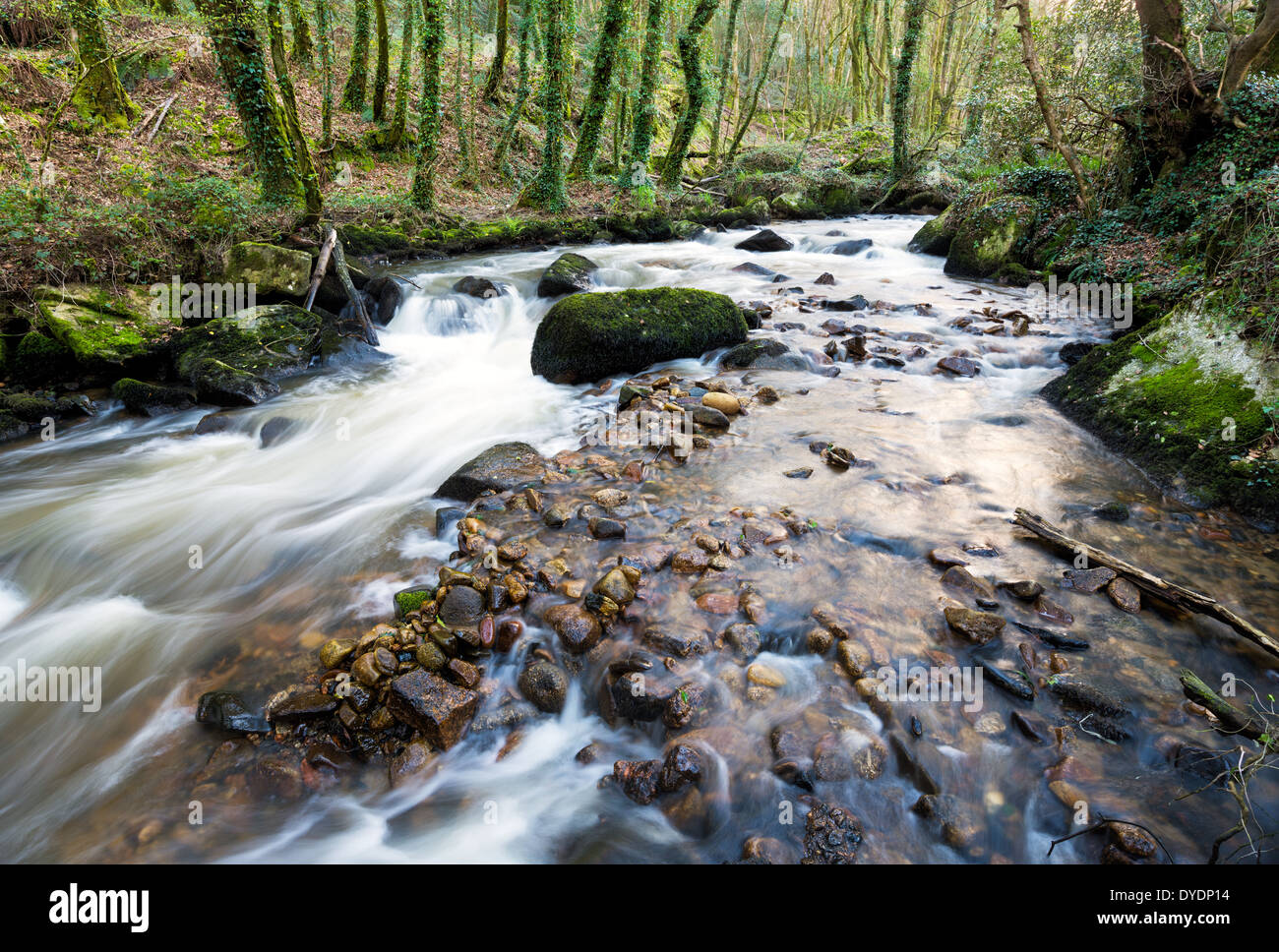 The River Par cascading over mossy boulders at Ponts Mill in the Luxulyan Valley near St Austel in Cornwall Stock Photo