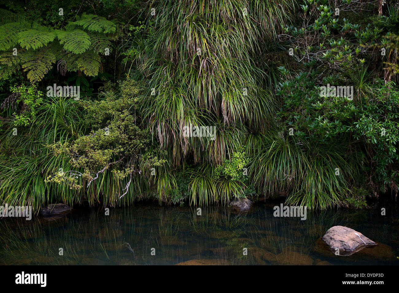 Lush riparian vegetation hi-res stock photography and images - Alamy