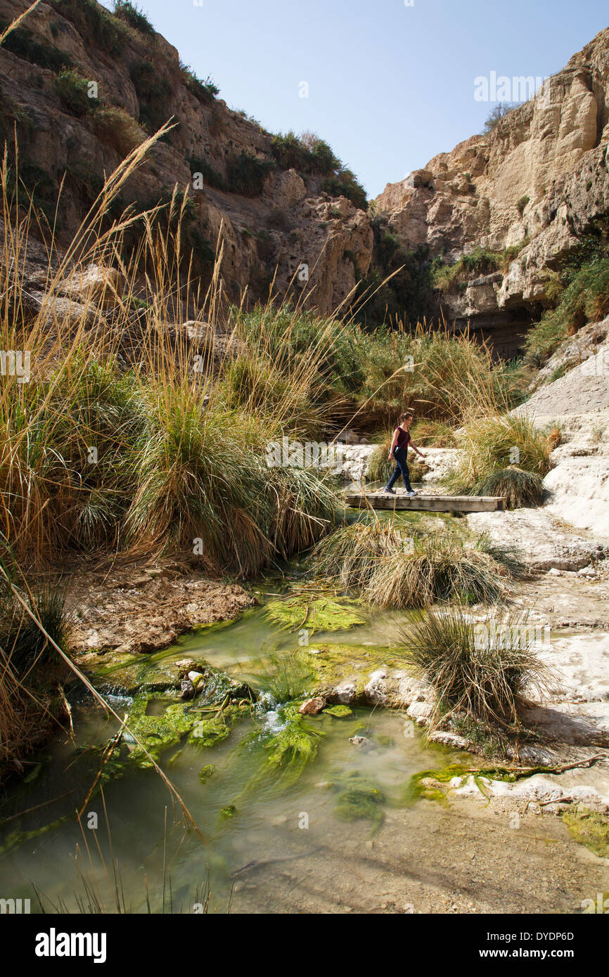 Wadi David, Ein Gedi nature reserve, Judean Desert, Israel. Stock Photo