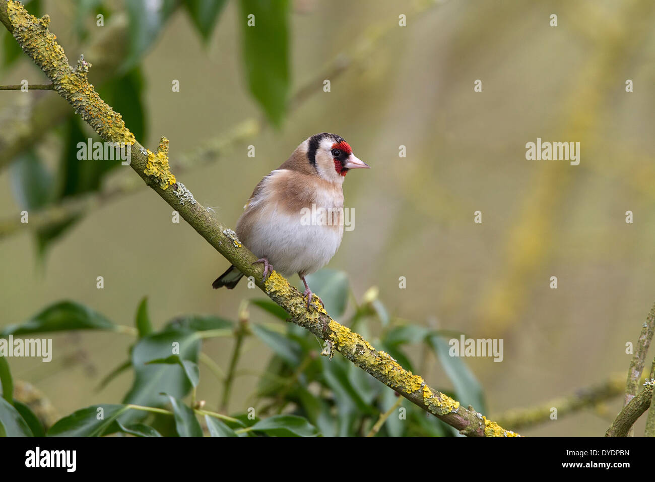 Goldfinch on lichen branch. Stock Photo