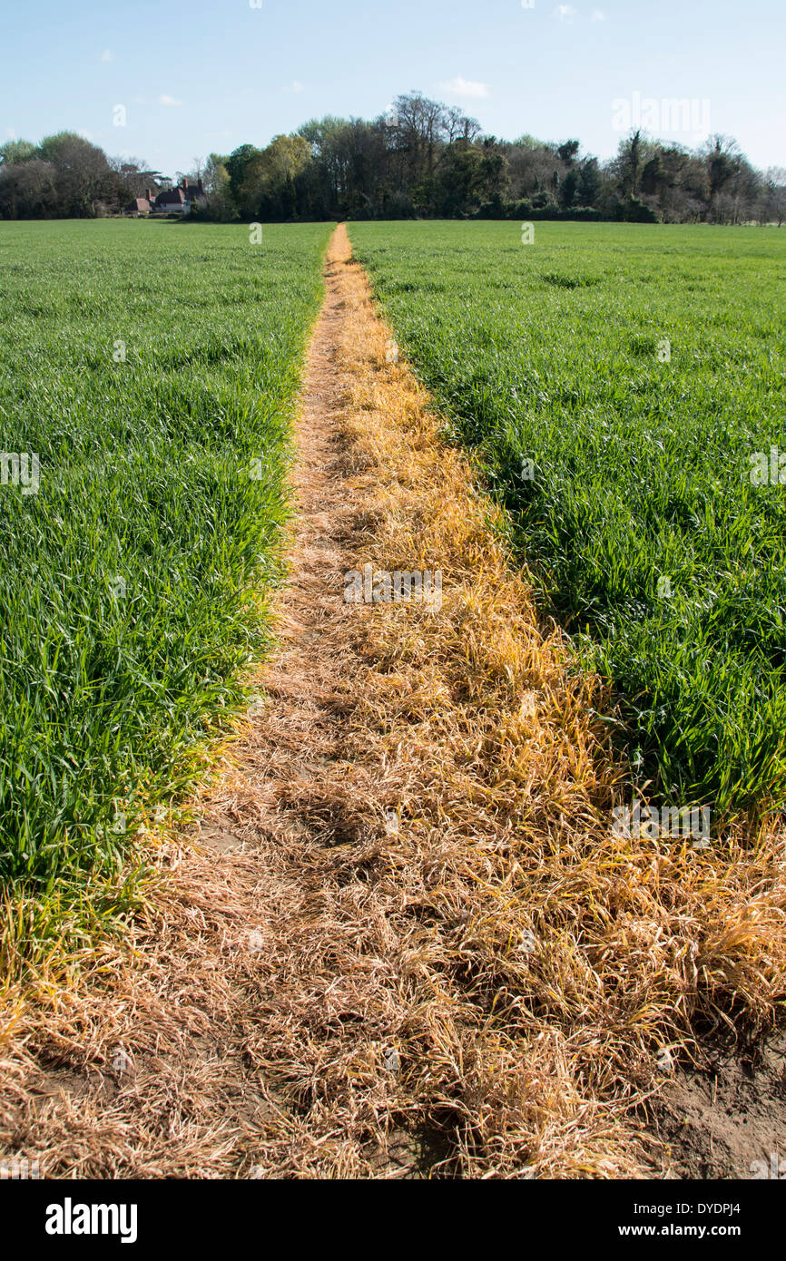 A footpath across a wheat field has been sprayed with roundup to keep it clear for public access. Orford Suffolk. Stock Photo