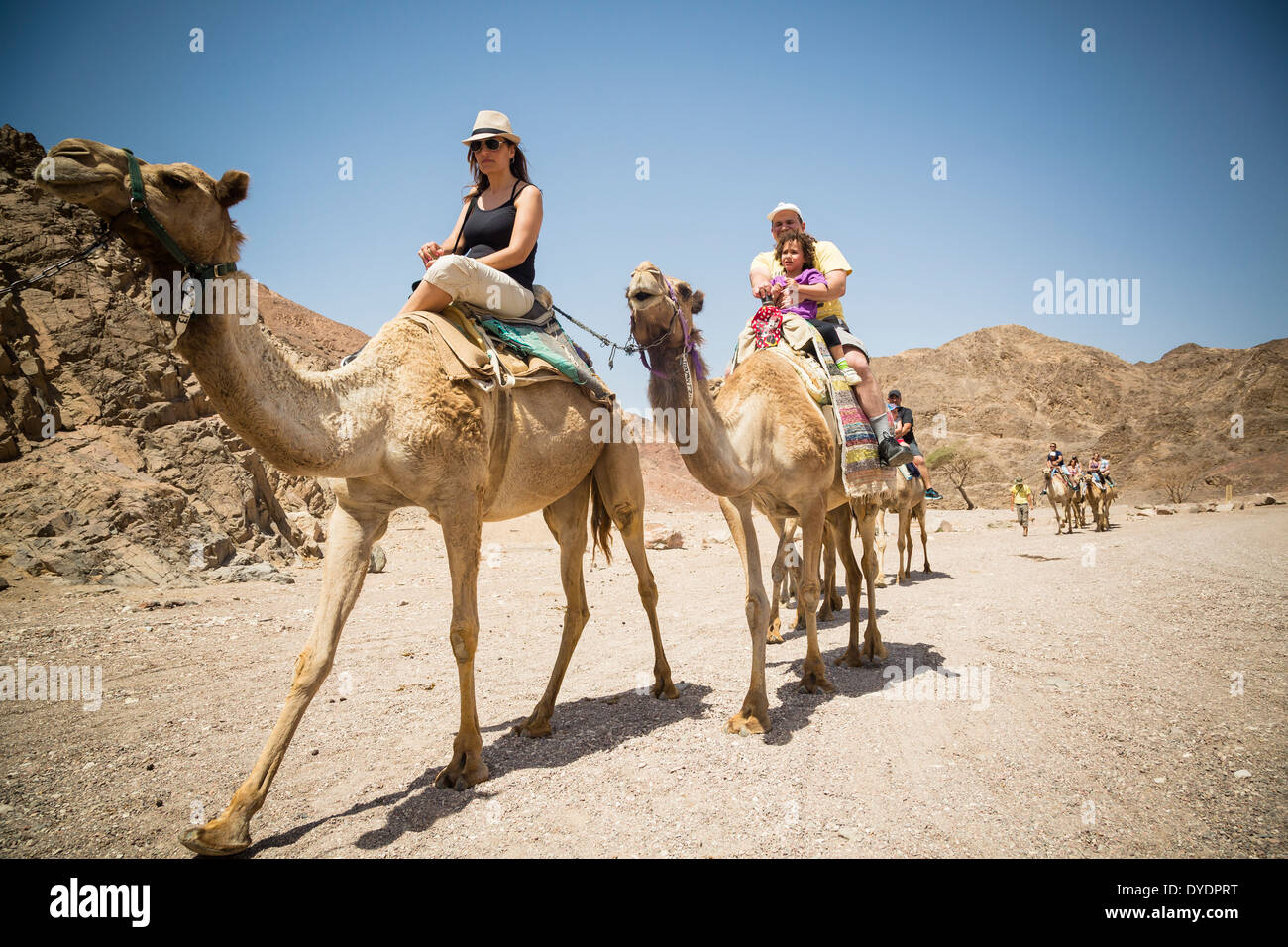 Camels Safari in the desert, Eilat, Negev region, Israel. Stock Photo