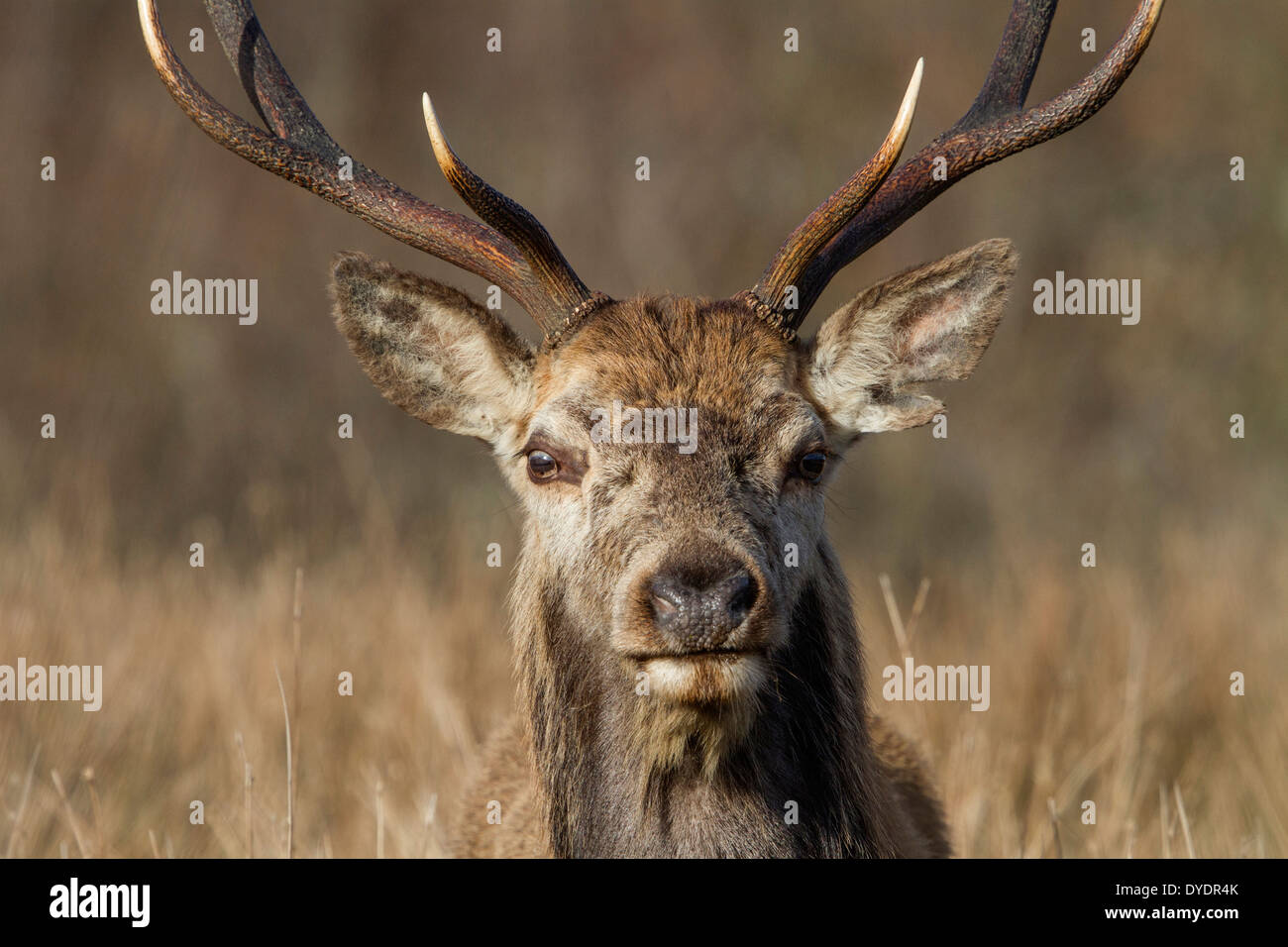 Red Deer stag Stock Photo