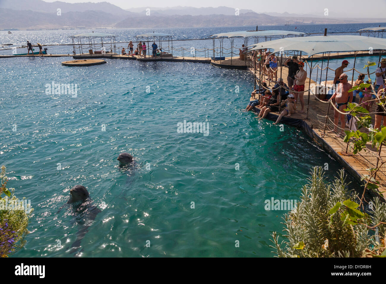 The Dolphin Reef, Eilat, Israel Stock Photo - Alamy