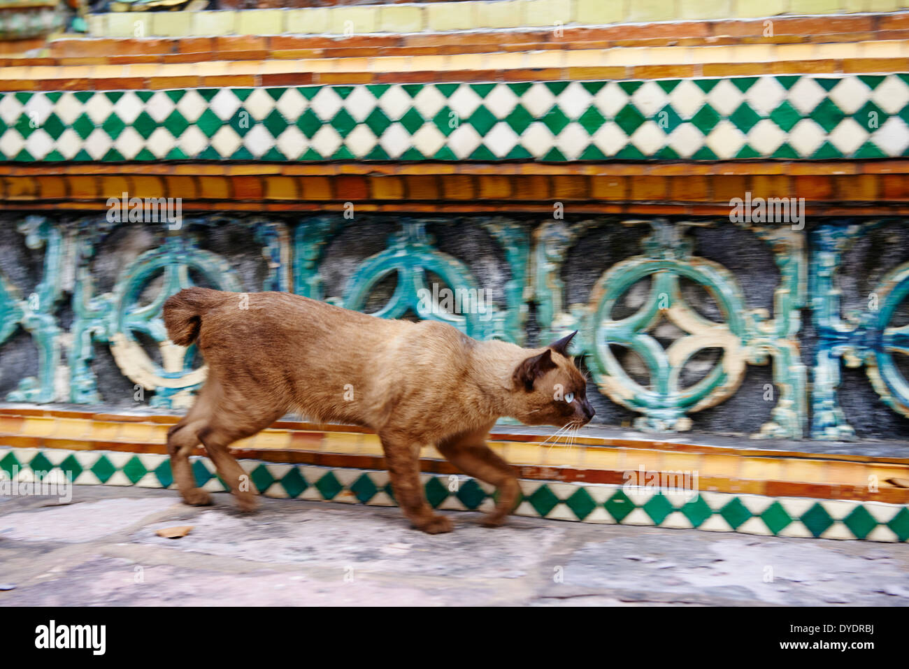 Cat animal hi-res stock photography and images - Alamy