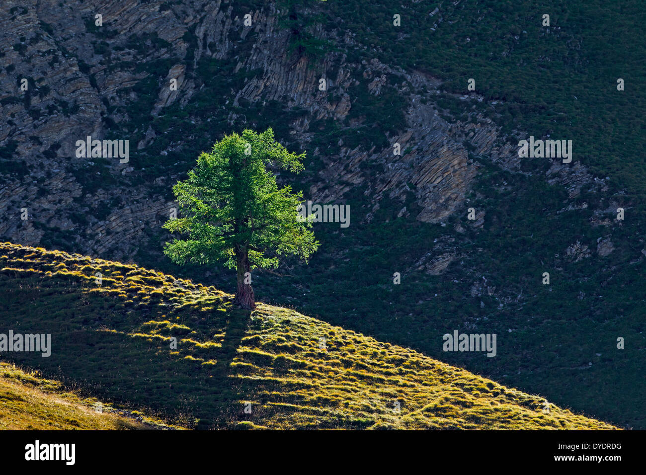 Common larch / European larch (Larix decidua) single tree growing on mountain slope in the Alpine mountains, Alps Stock Photo