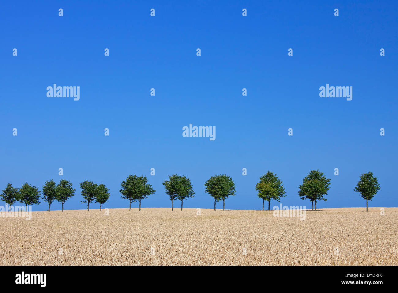 Rows of lime trees / linden / bordering road in the countryside in summer Stock Photo