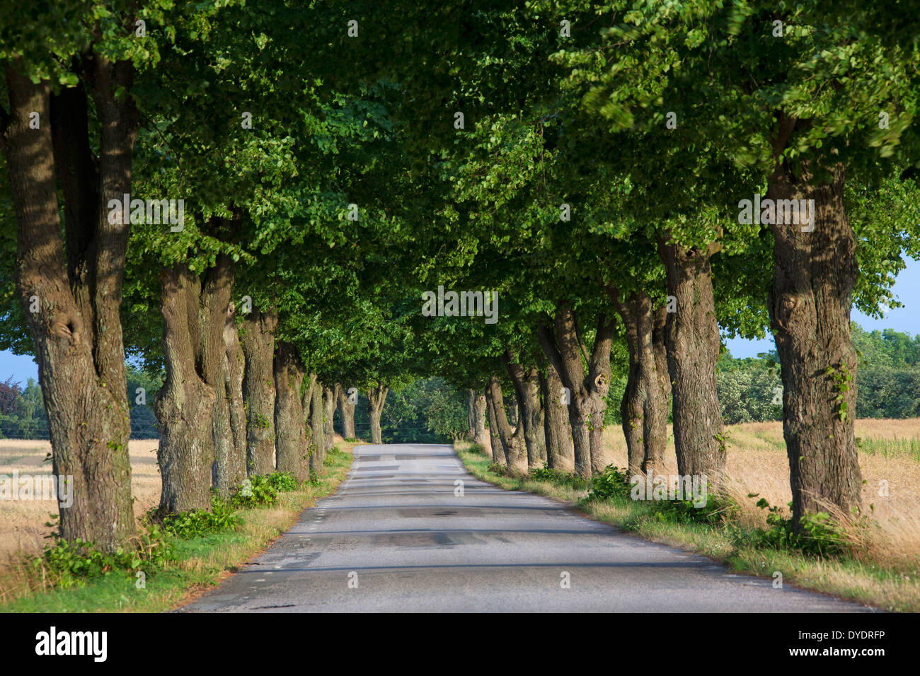 Rows of lime trees / linden / bordering road in the countryside in summer Stock Photo