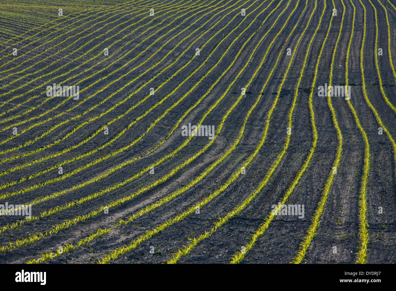 Rows of maize / corn (Zea mays) seedlings growing in field in spring Stock Photo