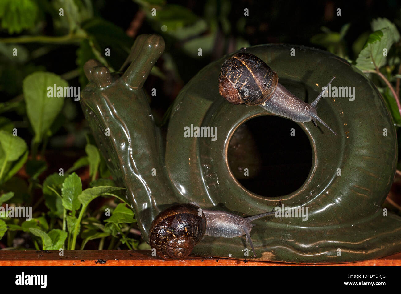 Garden snails (Helix aspersa / Cornu aspersum), pests lured to