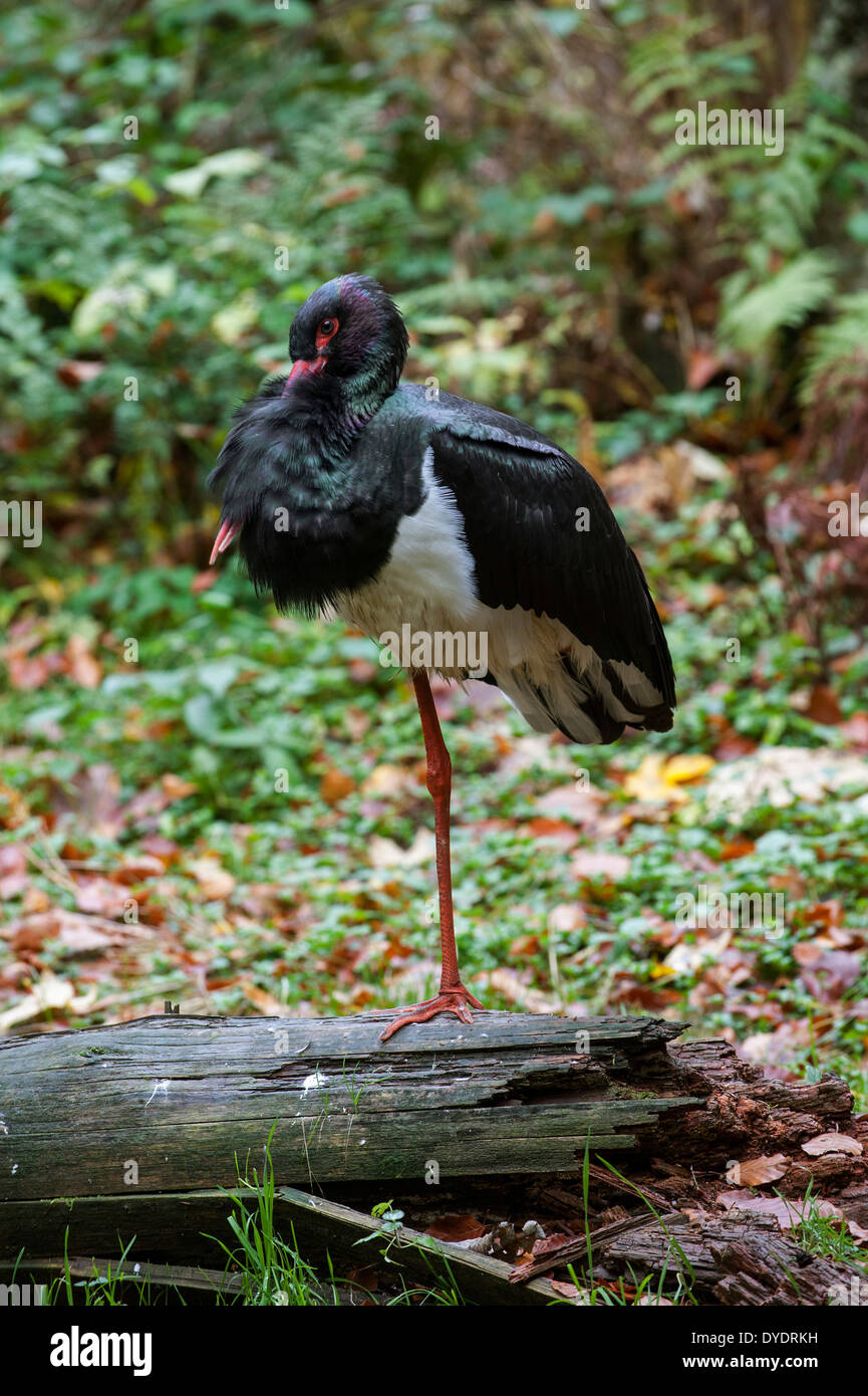 Black stork (Ciconia nigra) resting on one leg on fallen tree trunk in autumn forest Stock Photo