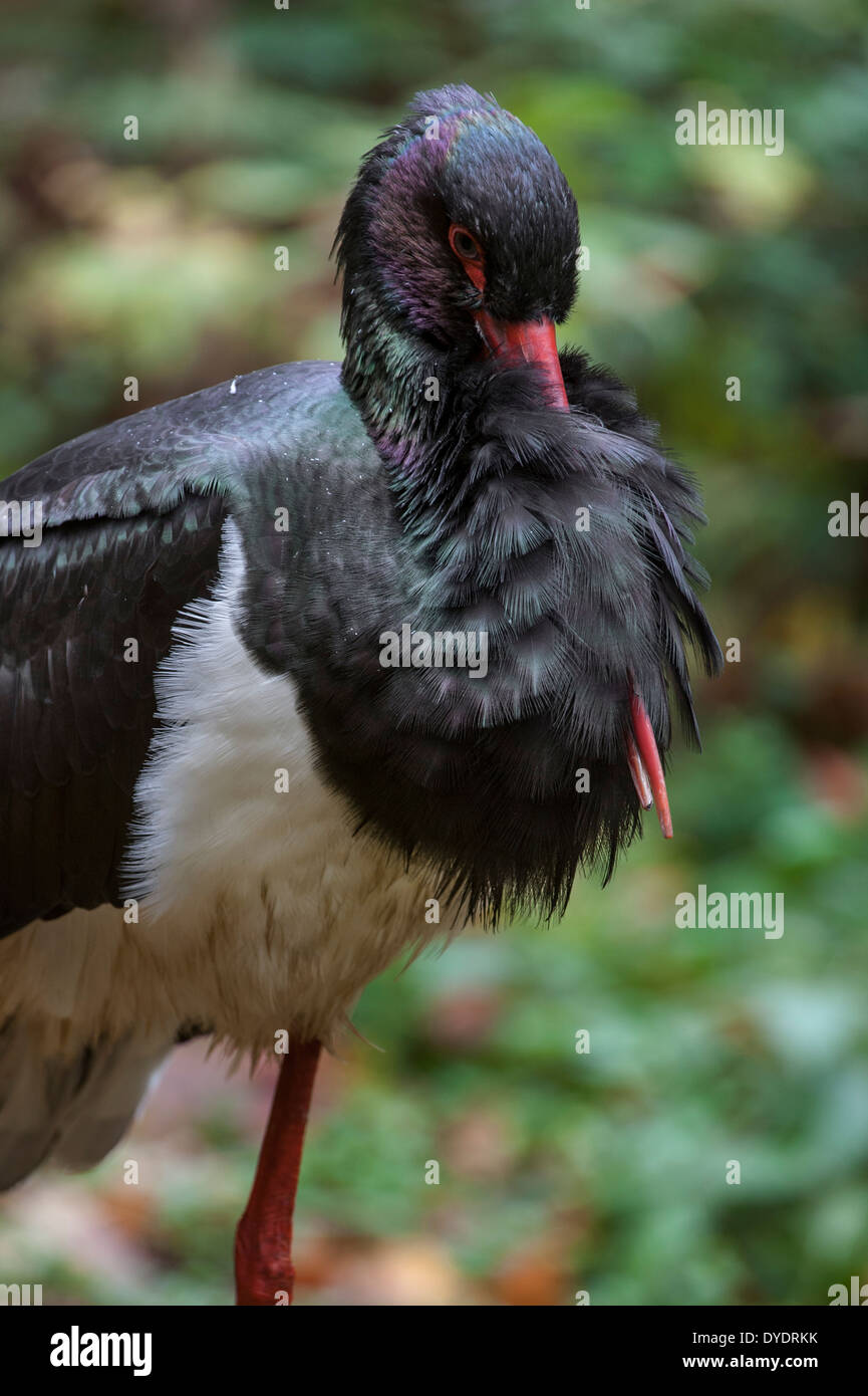 Black stork (Ciconia nigra) resting with beak tucked in chest feathers in forest Stock Photo
