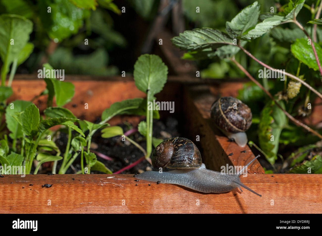 Common garden snails (Helix aspersa / Cornu aspersum / Cryptomphalus aspersus) raiding vegetable garden at night Stock Photo