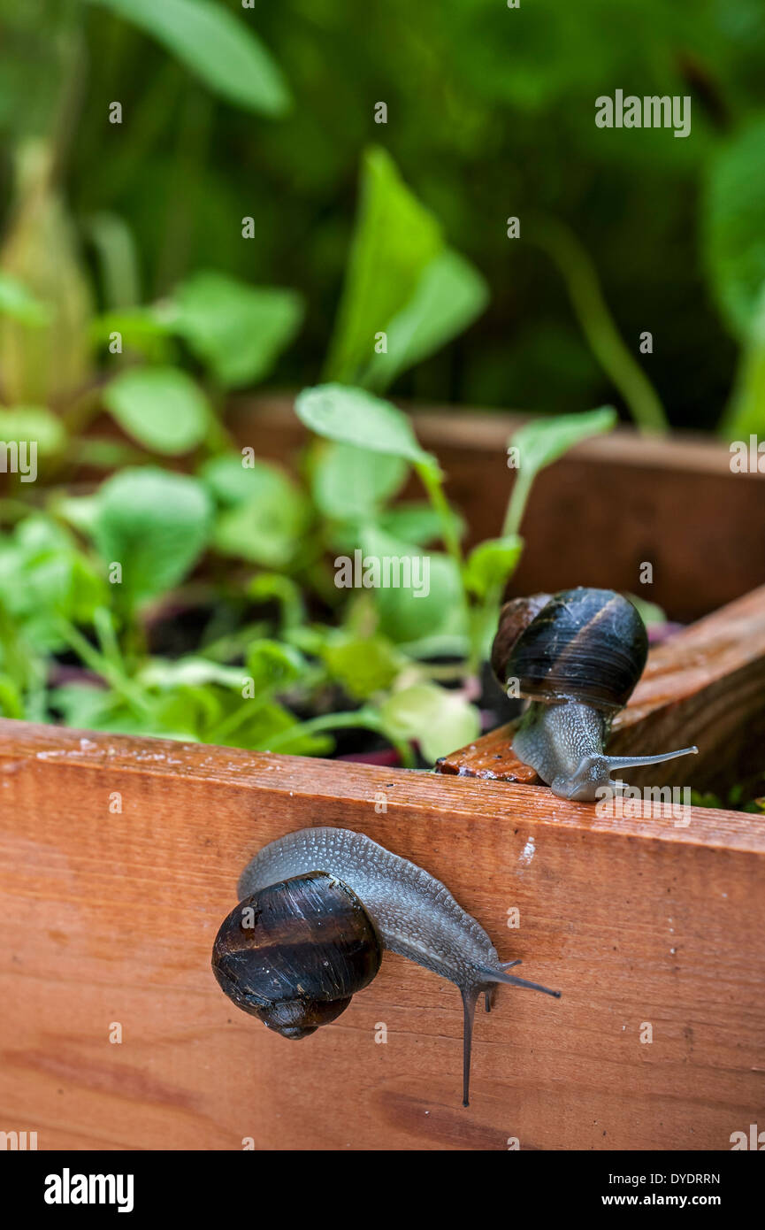 Common garden snails (Helix aspersa / Cornu aspersum / Cryptomphalus aspersus) raiding vegetable garden Stock Photo