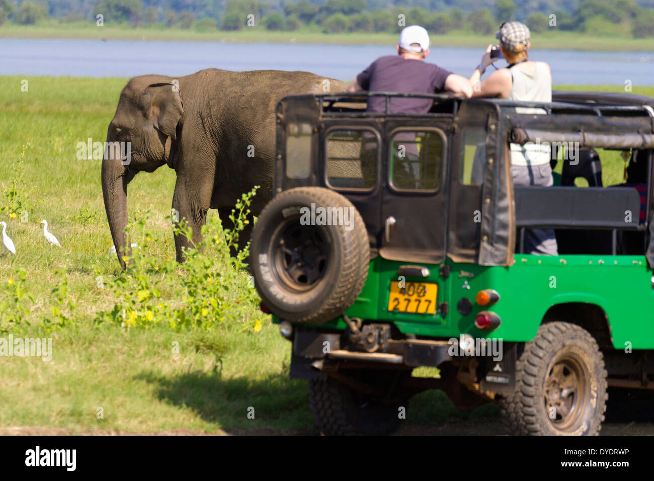 Wild Elephants observed from a tourist jeep in Yala National Park, Sri Lanka 23 Stock Photo