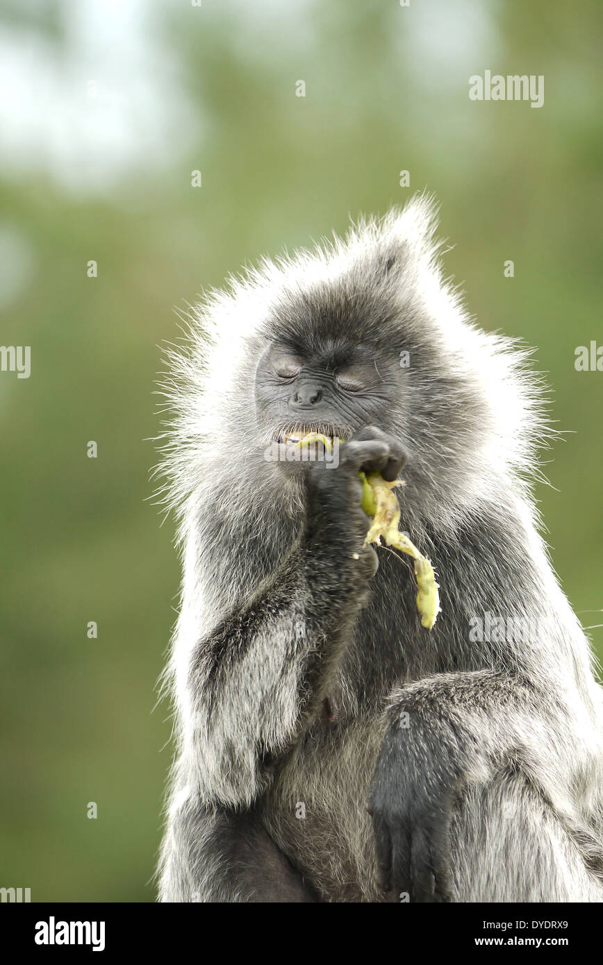 Portrait of a Silvered Leaf Monkey Enjoying a Banana Stock Photo