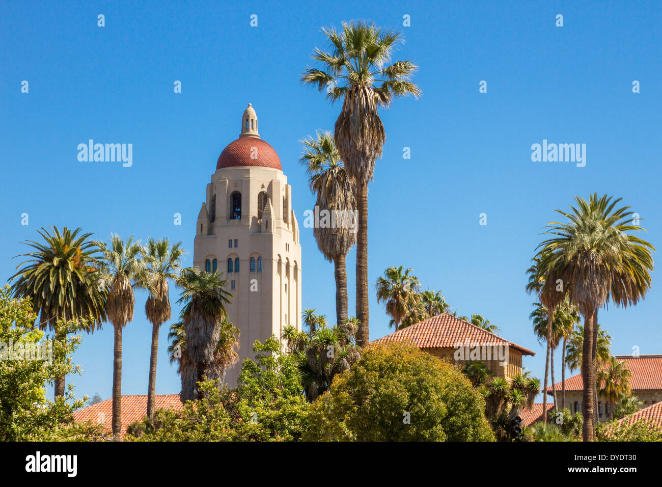 Hoover Tower sticking up among palm trees and red rooftops on Stanford University campus in California Stock Photo