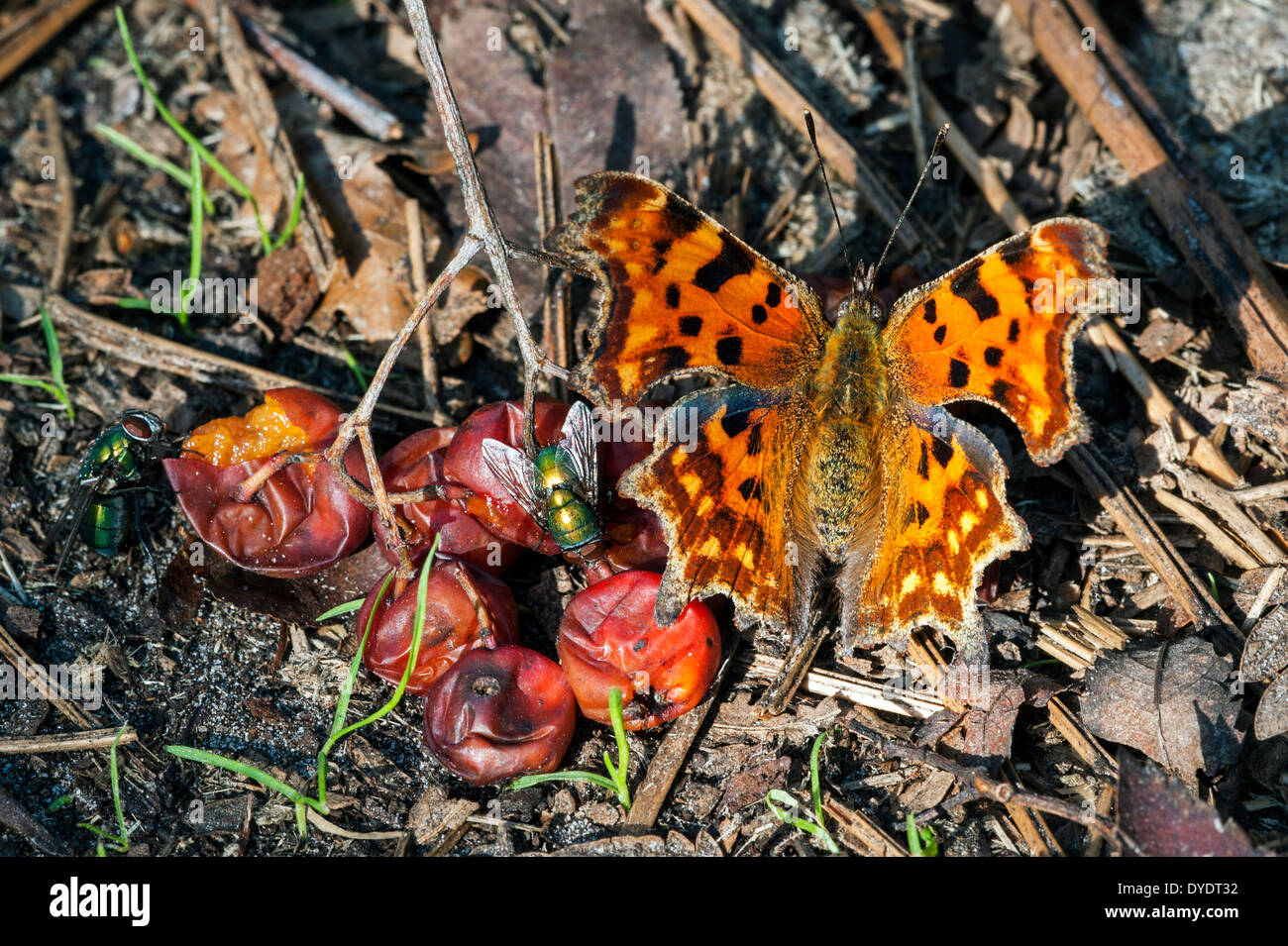 Comma butterfly (Polygonia c-album) and greenbottle flies (Lucilia caesar) feeding on rotten berries of rowan / mountain-ash Stock Photo