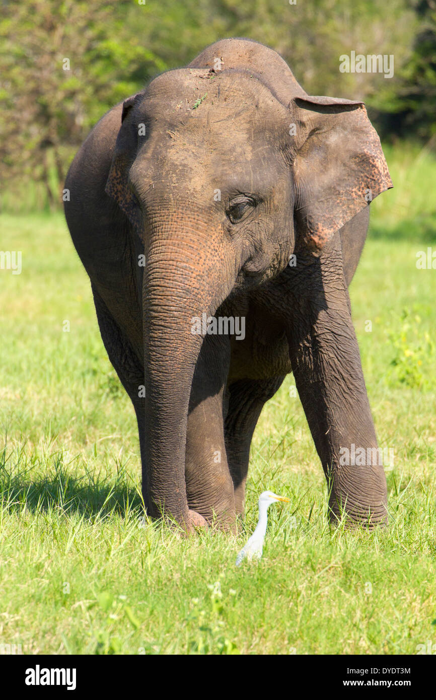 Wild Elephants in Yala National Park, Sri Lanka 18 Stock Photo