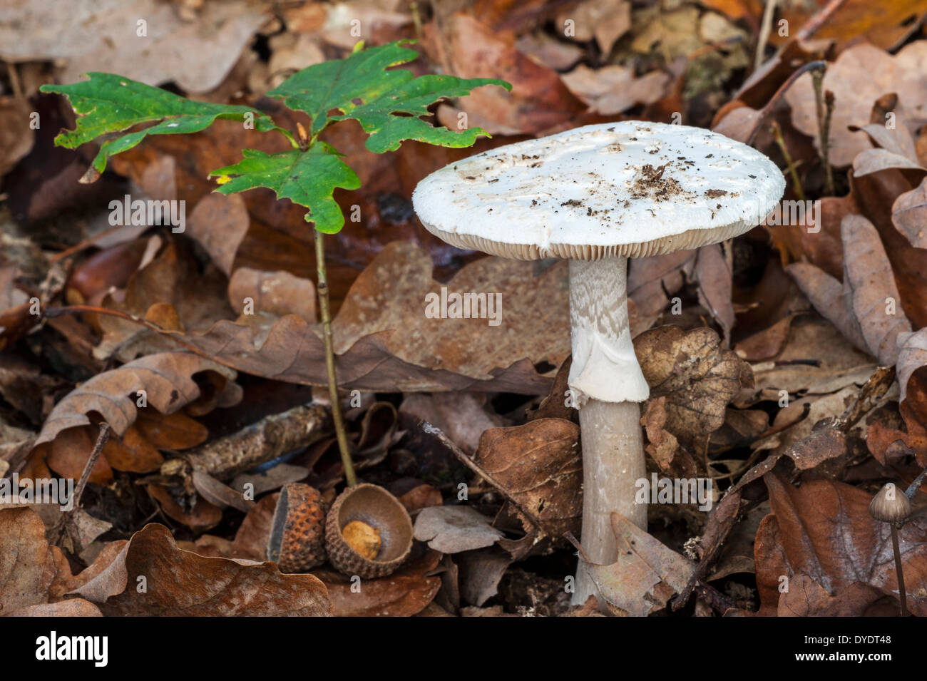 False death cap / Citron Amanita (Amanita citrina / Amanita mappa) on the forest floor in autumn Stock Photo