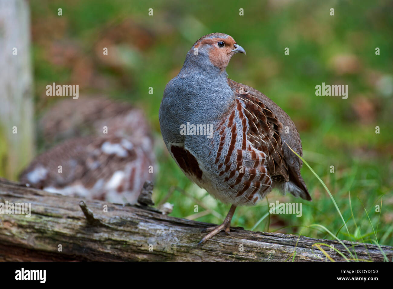 Grey Partridge / English Partridge / Hun (Perdix perdix) male game bird