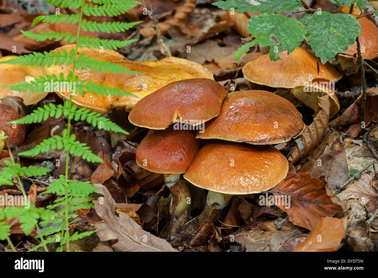 Jersey cow mushrooms (Suillus bovinus) in autumn forest Stock Photo Alamy