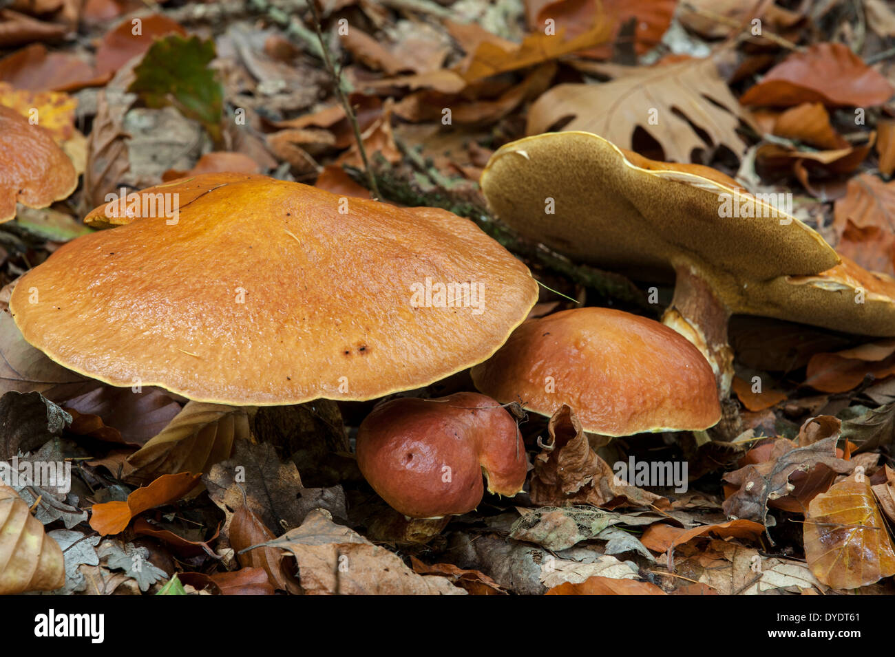 Jersey cow mushroom (Suillus bovinus) showing underside Stock Photo