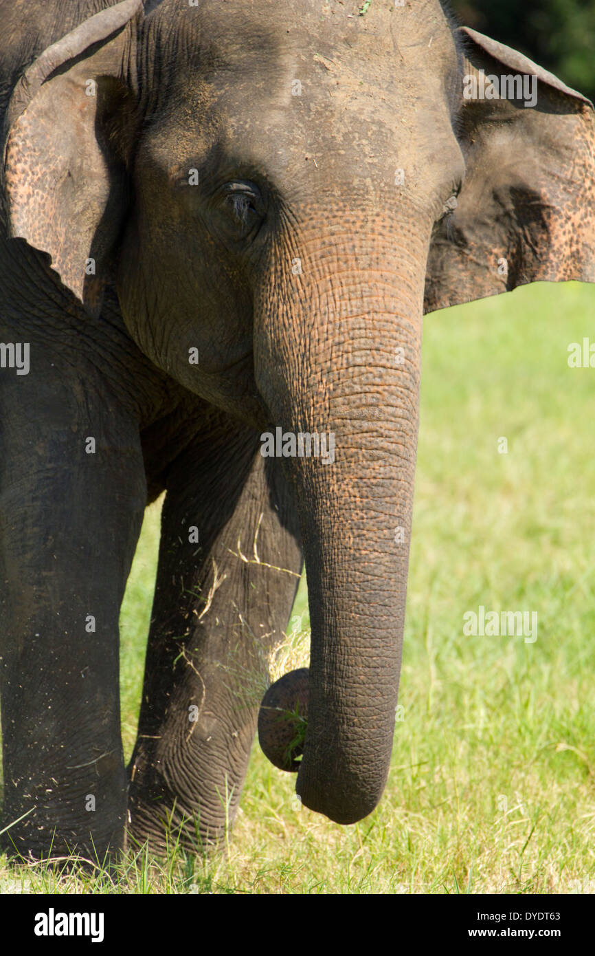 Wild Elephants in Yala National Park, Sri Lanka 15 Stock Photo