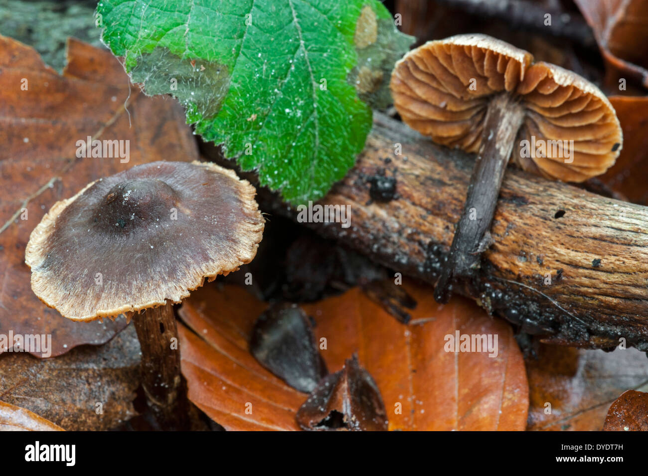 Star fibrecap (Inocybe asterospora) showing underside in autumn forest Stock Photo